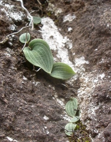 Eriospermum species maybe